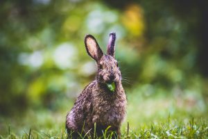 Cuidado y alimentación de conejos enanos: ¿Pueden los conejos…