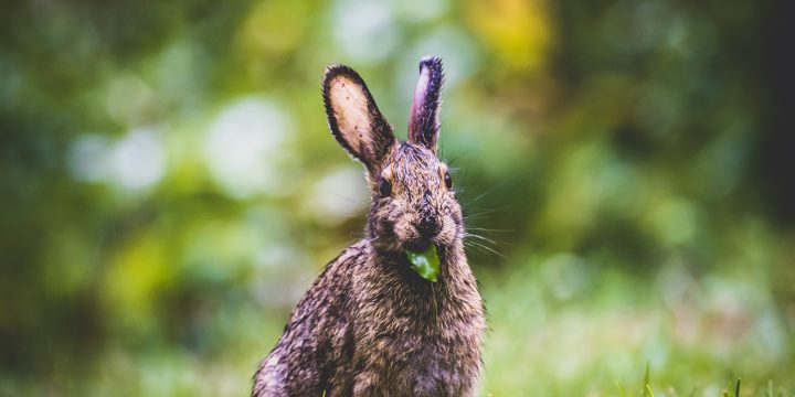 Cuidado y alimentación de conejos enanos: ¿Pueden los conejos enanos comer pollo?