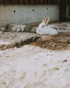 Beneficios de adoptar un conejo enano como Mascota