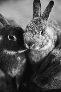 ¿Cómo limpiar heces blandas de conejo enano ? causas…