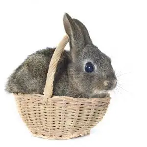 Consejos para elegir un nombre para tu conejo enano…