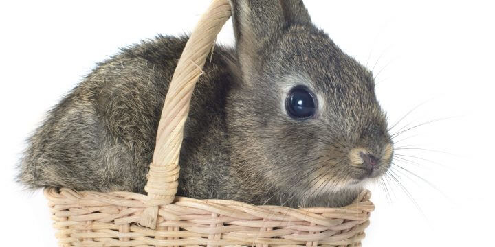 Consejos para elegir un nombre para tu conejo enano mascota