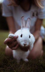 Cómo cuidar de un conejo como mascota