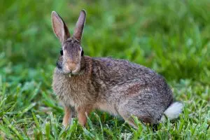 7 maneras en que los conejos enanos sean mascotas…