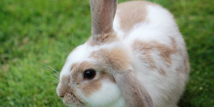 Myxomatosis: Vacunación a conejos enanos