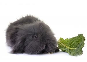 Qué puedes dar de comer a tu conejo enano