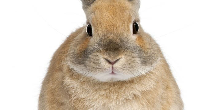 ¿Cuánto viven los conejos enanos?