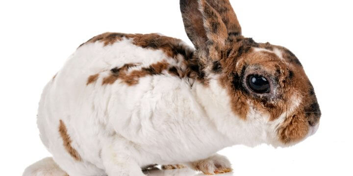 Conejos enanos: Las razas y sus diferencias