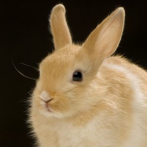 ¿Cómo entender a tu conejo enano 🐇?